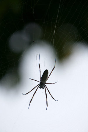 a spider at the Coast at the beach Playa Pedro Gonzalez in the town of Pedro Gonzalaz on the Isla Margarita in the caribbean sea of Venezuela.のeditorial素材