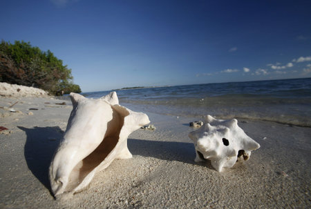 a beach at the village on the Gran Roque Island at the Los Roques Islands in the caribbean sea of Venezuela.のeditorial素材