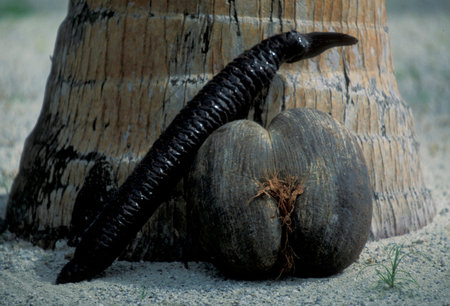 a coco de mer nut on the Island Praslin of the seychelles islands in the indian ocean