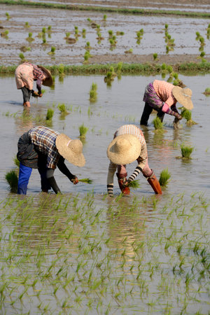 Rice farmers plant rice in a ricefield at the city of Nyaungshwe at the Inle Lake in the Shan State in the east of Myanmar in Southeastasia.のeditorial素材