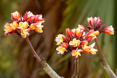 tropical flowers in the gardens at the Inle Lake in the Shan State in the east of Myanmar in Southeastasia.のeditorial素材