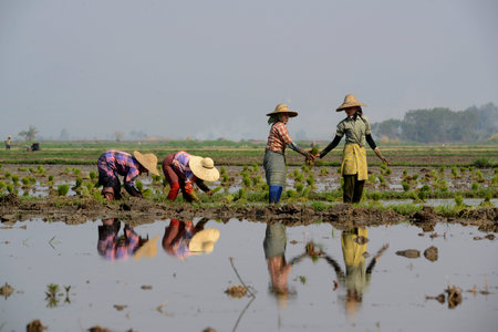 Rice farmers plant rice in a ricefield at the city of Nyaungshwe at the Inle Lake in the Shan State in the east of Myanmar in Southeastasia.のeditorial素材