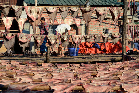 a fish production make dry fish products in the city of Myeik in the south in Myanmar in Southeastasia.のeditorial素材