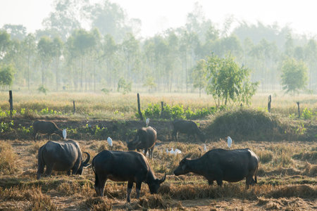 agriculture with buffalos near the city of Udon Thani in the Isan in Northeast Thailand.
