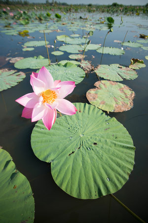 The Lotus Lake of Kumphawapi near the city of Udon Thani in the Isan in Northeast Thailand.のeditorial素材