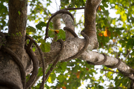 the forest and plants in the Phu Phra Bat National Park near the city of Udon Thani in the Isan in...