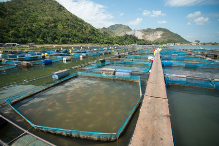 a fishfarm in the River Kwai near the City of Kanchanaburi in Central Thailand in Southeastasia.のeditorial素材