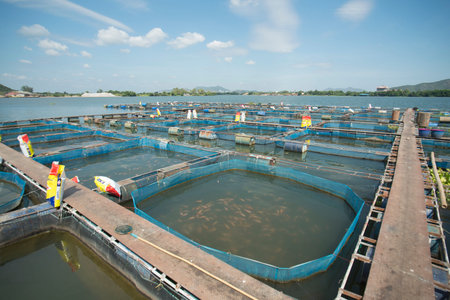 a fishfarm in the River Kwai near the City of Kanchanaburi in Central Thailand in Southeastasia.