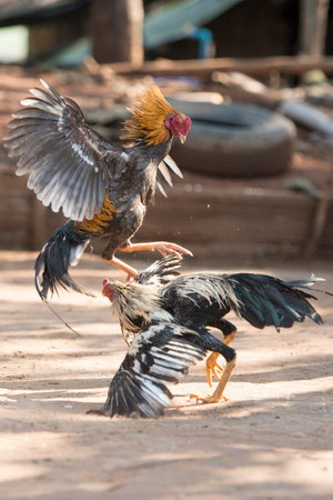 a coock fight training in the Village of Sangkhlaburi north of the City of Kanchanaburi in Central Thailand in Southeastasia.のeditorial素材