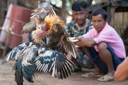 a coock fight training in the Village of Sangkhlaburi north of the City of Kanchanaburi in Central Thailand in Southeastasia.のeditorial素材