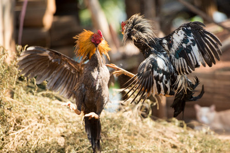 a coock fight training in the Village of Sangkhlaburi north of the City of Kanchanaburi in Central Thailand in Southeastasia.のeditorial素材