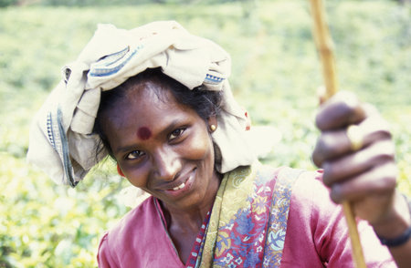 a tamil women works at a tea plantation in the town of Nuwara Eliya in Sri Lanka in Asien.のeditorial素材