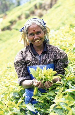 a tamil women works at a tea plantation in the town of Nuwara Eliya in Sri Lanka in Asien.のeditorial素材
