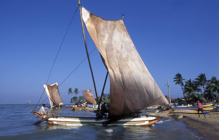 Dhoni Fishingboats at the coast of Nagombo at the westcoast of Sri Lanka in Asien.