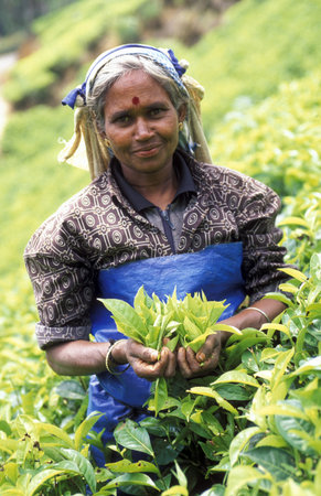 a tamil women works at a tea plantation in the town of Nuwara Eliya in Sri Lanka in Asien.のeditorial素材