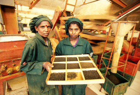 a tamil women works at a tea plantation in the town of Nuwara Eliya in Sri Lanka in Asien.のeditorial素材