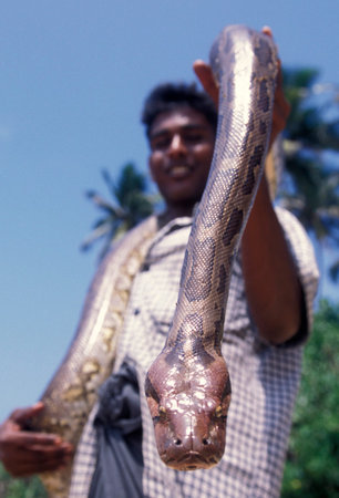 a Boy with a snake in the town of Hikaduwa at the westcoast of Sri Lanka in Asien.