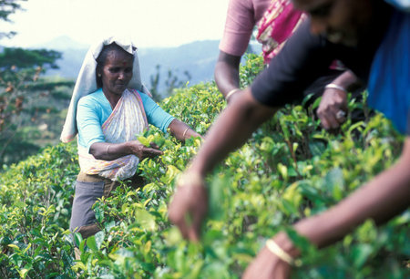 a tamil women works at a tea plantation in the town of Nuwara Eliya in Sri Lanka in Asien.のeditorial素材