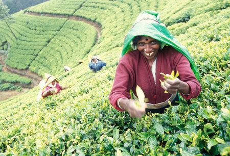 a tamil women works at a tea plantation in the town of Nuwara Eliya in Sri Lanka in Asien.のeditorial素材