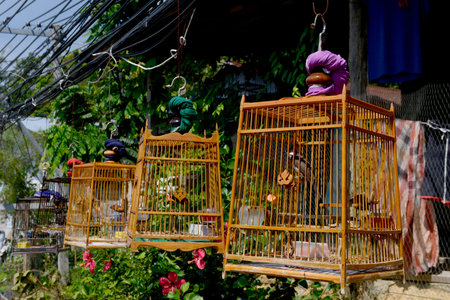 Birds in the Town of Ko PhiPhi on Ko Phi Phi Island outside of  the City of Krabi on the Andaman Sea in the south of Thailand.