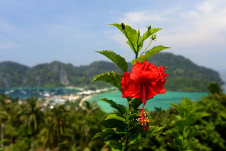 The view from the Viewpoint on the Town of Ko PhiPhi on Ko Phi Phi Island outside of the City of Krabi on the Andaman Sea in the south of Thailand.のeditorial素材