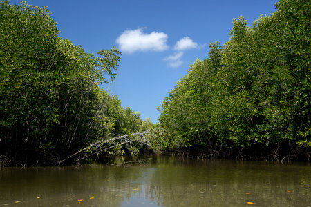 The mangroves at a lagoon near the City of Krabi on the Andaman Sea in the south of Thailand.のeditorial素材
