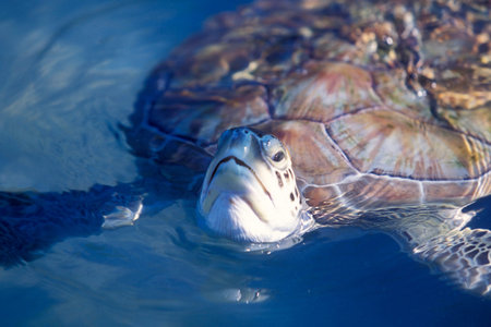a waterturtle on Isla Mujeres near the city of Cancun on Yucatan in the Province Quintana Roo in...