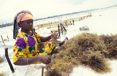 women are working at the Seaweed Plantation at the East Coast at the Village of Bwejuu on the Island of Zanzibar in Tanzania.  Tanzania, Zanzibar, Bwejuu, October, 2004のeditorial素材