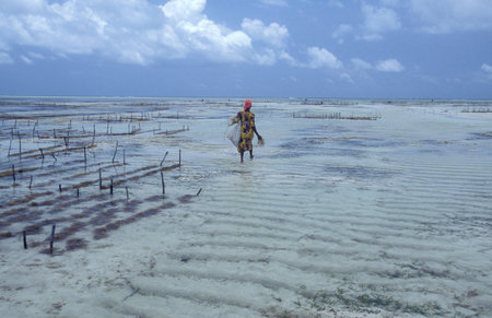 a Seaweed Plantation at the East Coast at the Village of Bwejuu on the Island of Zanzibar in Tanzania.  Tanzania, Zanzibar, Bwejuu, October, 2004のeditorial素材