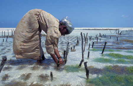 women are working at the Seaweed Plantation at the East Coast at the Village of Bwejuu on the Island of Zanzibar in Tanzania.  Tanzania, Zanzibar, Bwejuu, October, 2004のeditorial素材
