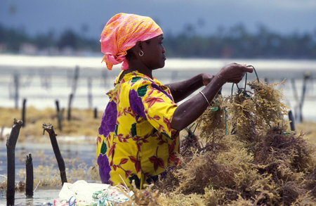 women are working at the Seaweed Plantation at the East Coast at the Village of Bwejuu on the Island of Zanzibar in Tanzania.  Tanzania, Zanzibar, Bwejuu, October, 2004のeditorial素材