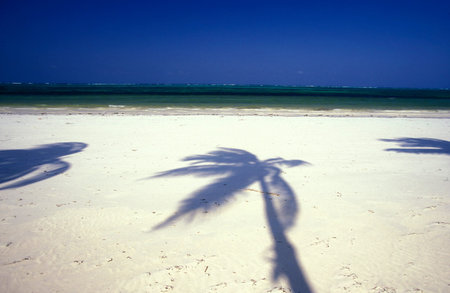 the shade of Palmtrees on the Beach with the Landscape at the East Coast at the Village of Bwejuu on the Island of Zanzibar in Tanzania.  Tanzania, Zanzibar, Bwejuu, October, 2004のeditorial素材