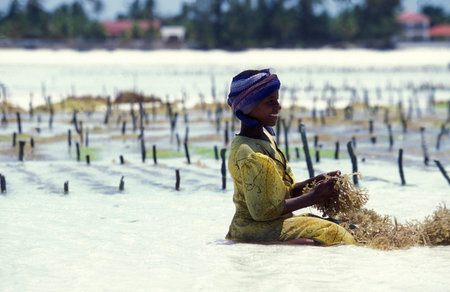 women are working at the Seaweed Plantation at the East Coast at the Village of Bwejuu on the Island of Zanzibar in Tanzania.  Tanzania, Zanzibar, Bwejuu, October, 2004のeditorial素材