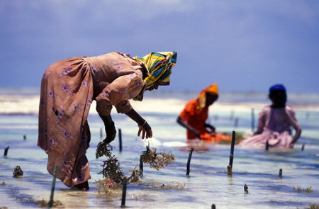 women are working at the Seaweed Plantation at the East Coast at the Village of Bwejuu on the Island of Zanzibar in Tanzania.  Tanzania, Zanzibar, Bwejuu, October, 2004のeditorial素材