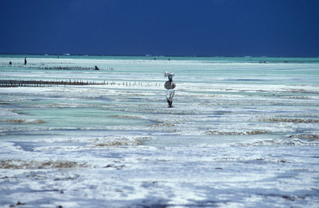 women are working at the Seaweed Plantation at the East Coast at the Village of Bwejuu on the Island...