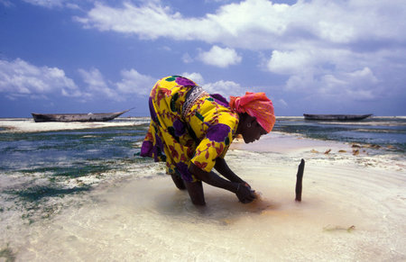 women are producing Coconut string from Coconut fiber at the East Coast at the Village of Bwejuu on the Island of Zanzibar in Tanzania.  Tanzania, Zanzibar, Bwejuu, October, 2004のeditorial素材