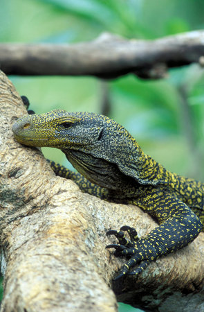 a Varan reptils in the city of Singapore in Southeastasia.のeditorial素材