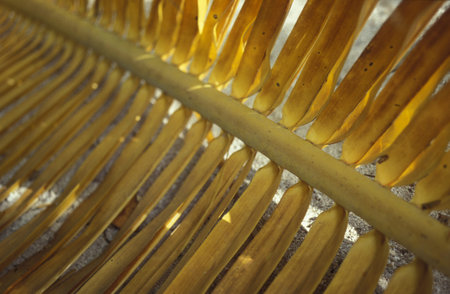 palm trees on the beach of the island and atoll of the Maldives Islands in the indian ocean.のeditorial素材