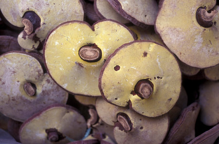 mushrooms at a foodmarket in the city of Seoul in South Korea in EastAasia.  Southkorea, Seoul, May,...