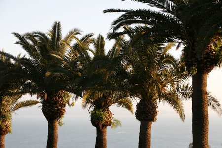 Palmtrees in the Old Town of Sidi Bou Said near the City of Tunis in north of Tunisia in North Africa,  Tunisia, Sidi Bou Said, March, 2009のeditorial素材