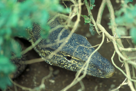 a Waran or Monitor Lizart at a animal Park near the City of Ubud on the Island Bali in Indonesia.  Indonesia, Bali, March, 8, 2001のeditorial素材