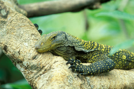 a Waran or Monitor Lizart at a animal Park near the City of Ubud on the Island Bali in Indonesia.  Indonesia, Bali, March, 8, 2001のeditorial素材