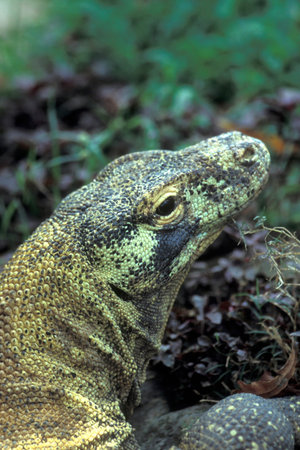 a Waran or Monitor Lizart at a animal Park near the City of Ubud on the Island Bali in Indonesia.  Indonesia, Bali, March, 8, 2001のeditorial素材