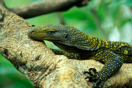 a Waran or Monitor Lizart at a animal Park near the City of Ubud on the Island Bali in Indonesia.  Indonesia, Bali, March, 8, 2001のeditorial素材