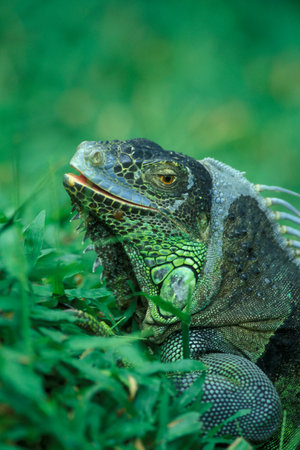a animal of green Iguana at a Park of the Island Bali in Indonesia.  Indonesia, Bali, March,3, 2001のeditorial素材