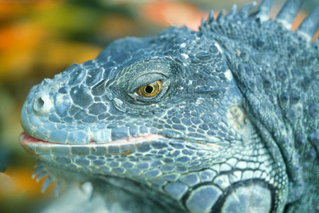 a animal of green Iguana at a Park of the Island Bali in Indonesia.  Indonesia, Bali, March,3, 2001のeditorial素材