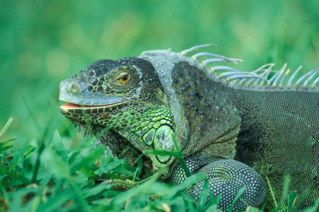 a animal of green Iguana at a Park of the Island Bali in Indonesia.  Indonesia, Bali, March,3, 2001のeditorial素材