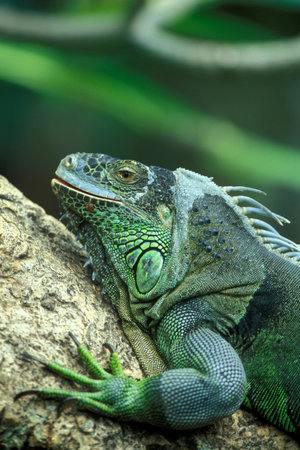 a animal of green Iguana at a Park of the Island Bali in Indonesia.  Indonesia, Bali, March,3, 2001のeditorial素材