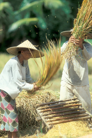 Farmers at Rice Harvest at a Ricefields near Tegallalang north of Ubud of the Island Bali in...