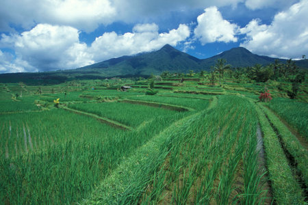 The Landscape of the Ricefields and Rice Terraces near Tegallalang North of Ubud of the Island Bali in Indonesia.  Indonesia, Bali, March,1, 2001のeditorial素材